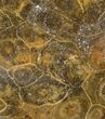 Polished Fossil Coral (Actinocyathus) - Morocco #100585-1